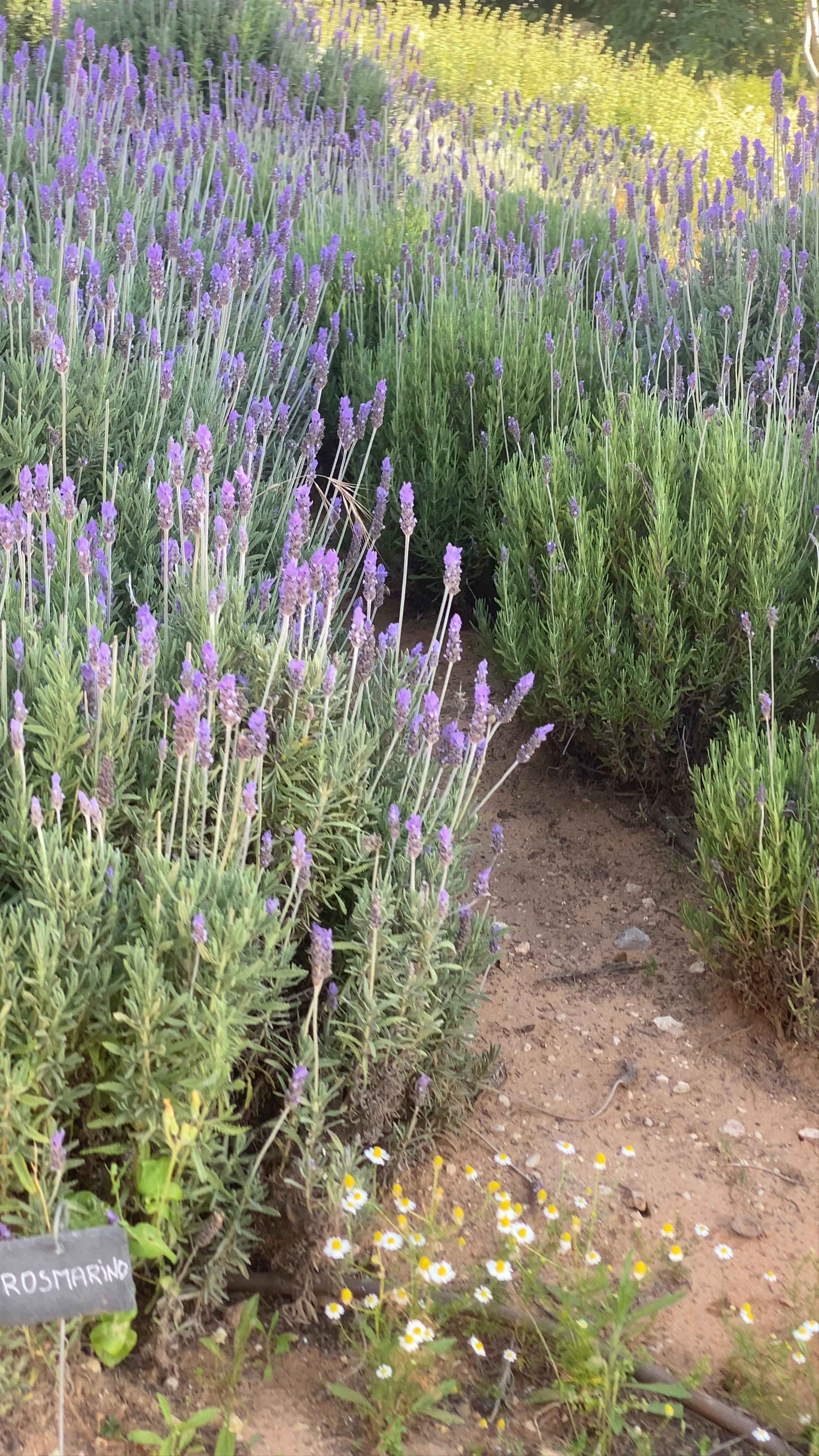 Lavender Fields and Rustic Charm at Baglio Occhipinti, Sicilia