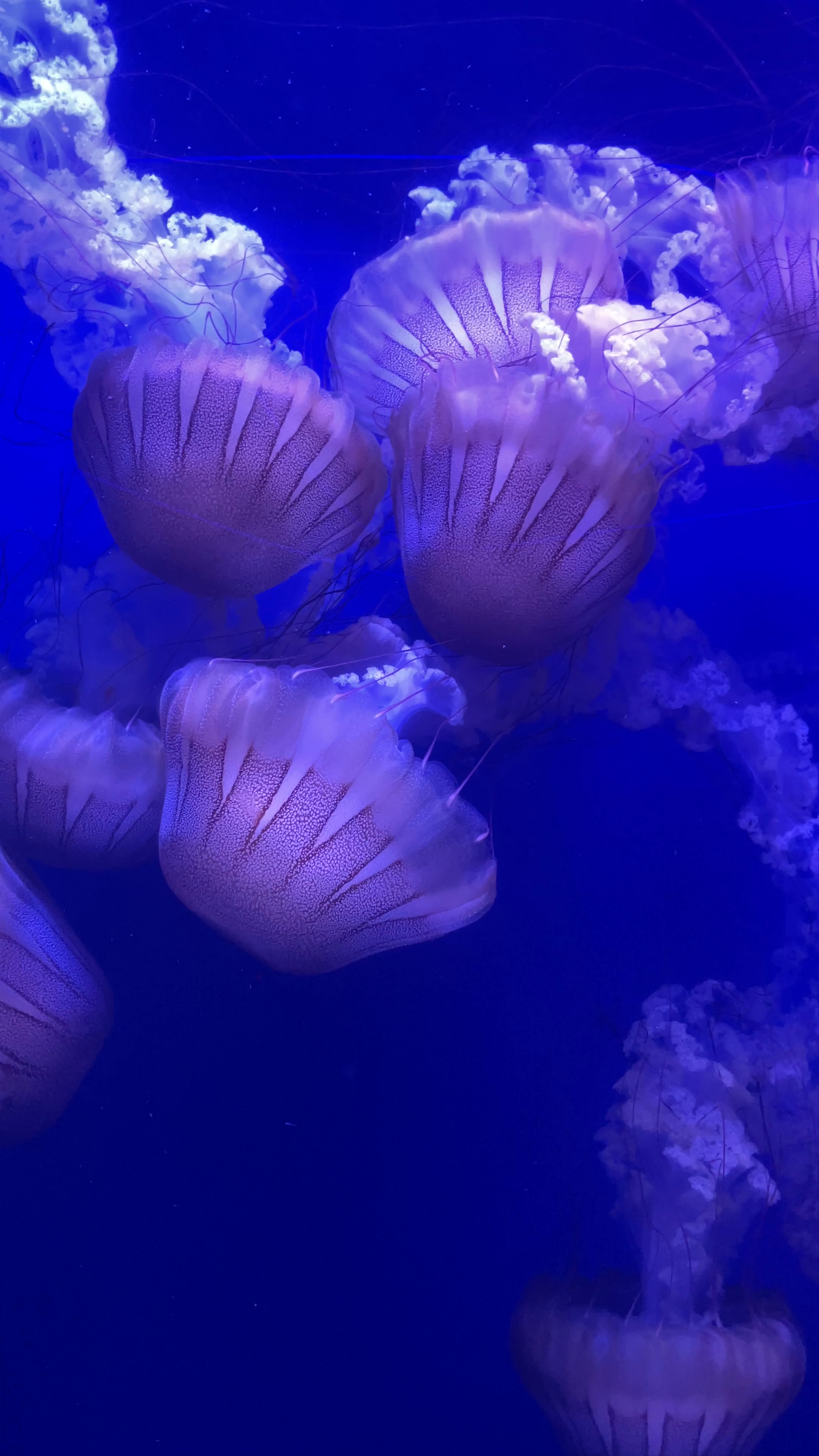 Oceanogràfic