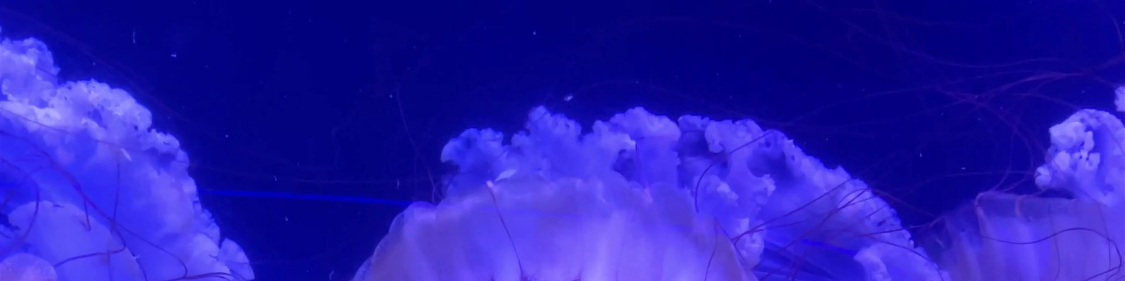 Oceanogràfic