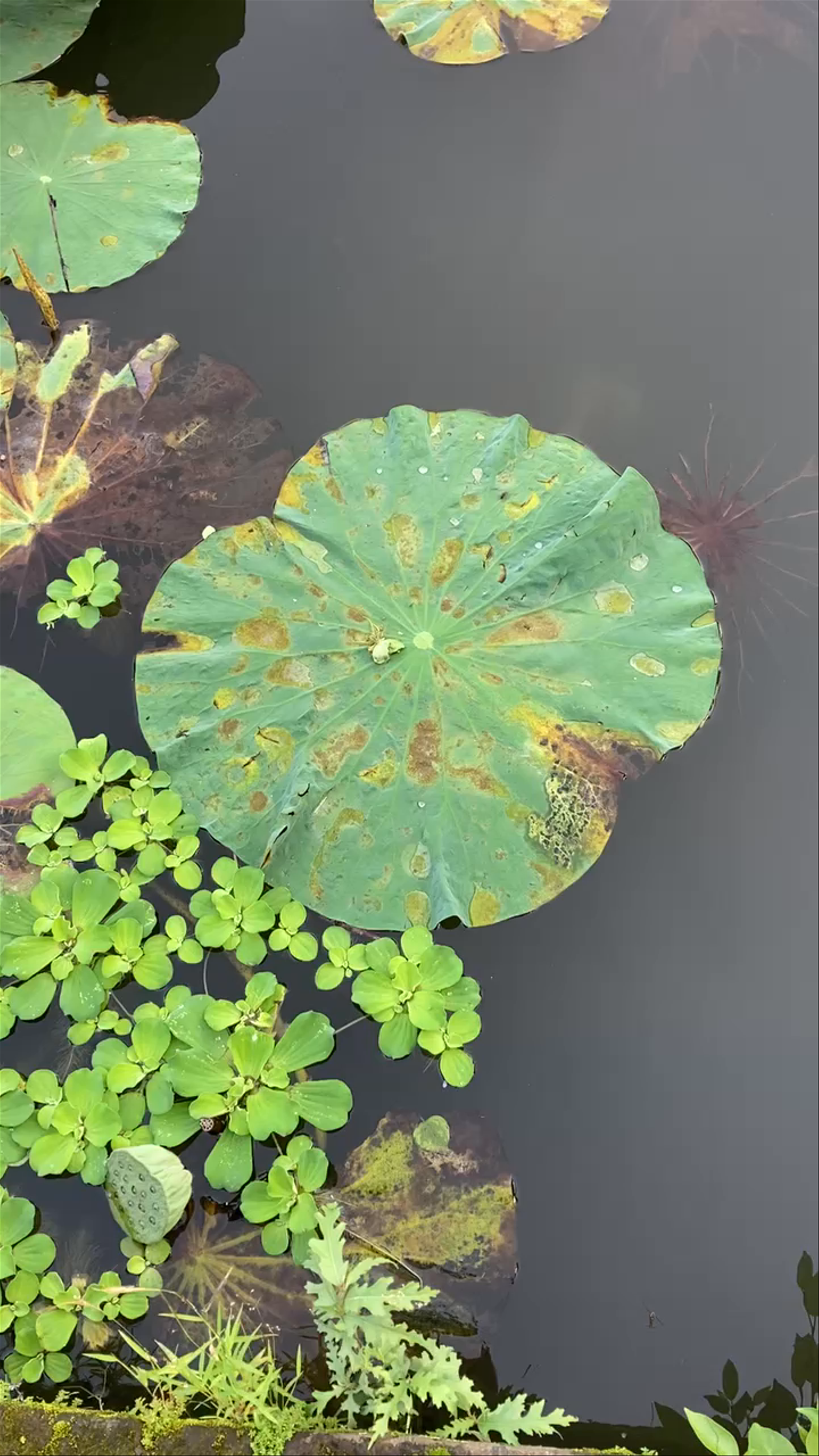 Saraswati Temple Lotus Pond: Tranquil Oasis in Ubud, Bali