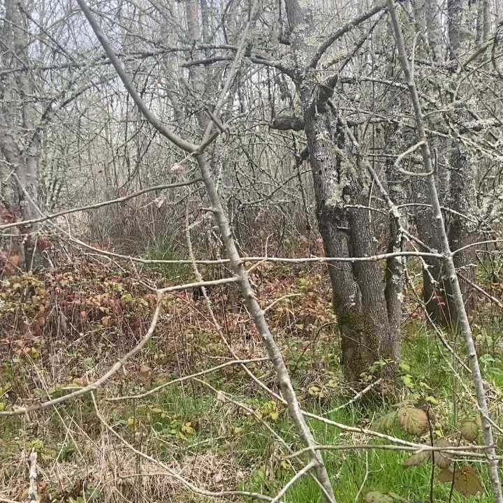 Ragle Ranch Regional Park - The symphony of the frogs - Parks Near Me - Sebastopol, California