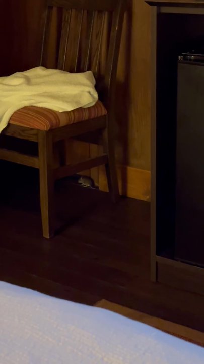 Skyland - Was woken up to mice running around . Captured this video at 3 am after a night of no sleep. - Resorts Near Me - Luray, Virginia