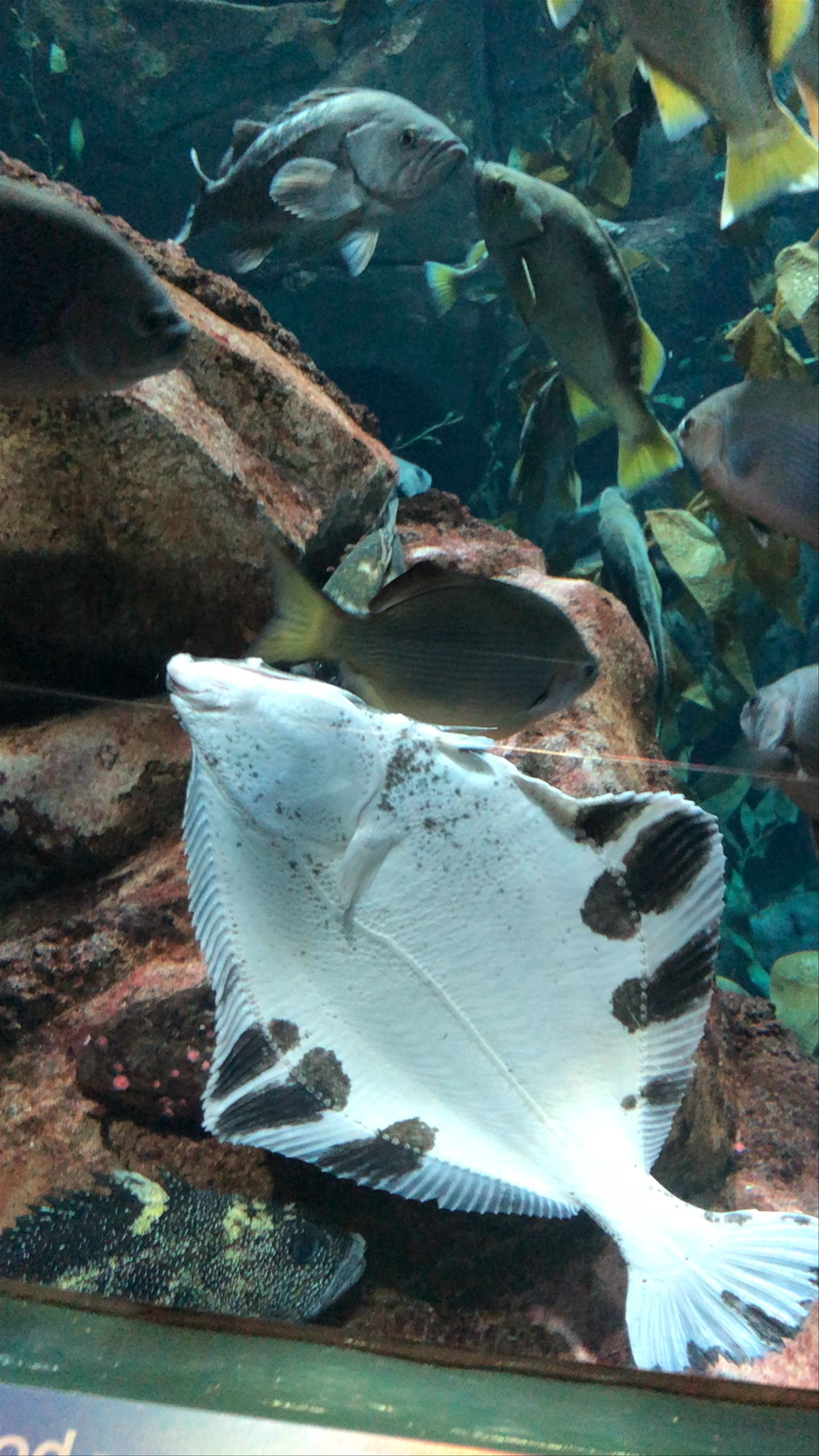 Ripley’s Aquarium of Canada: Underwater Wonders in Toronto