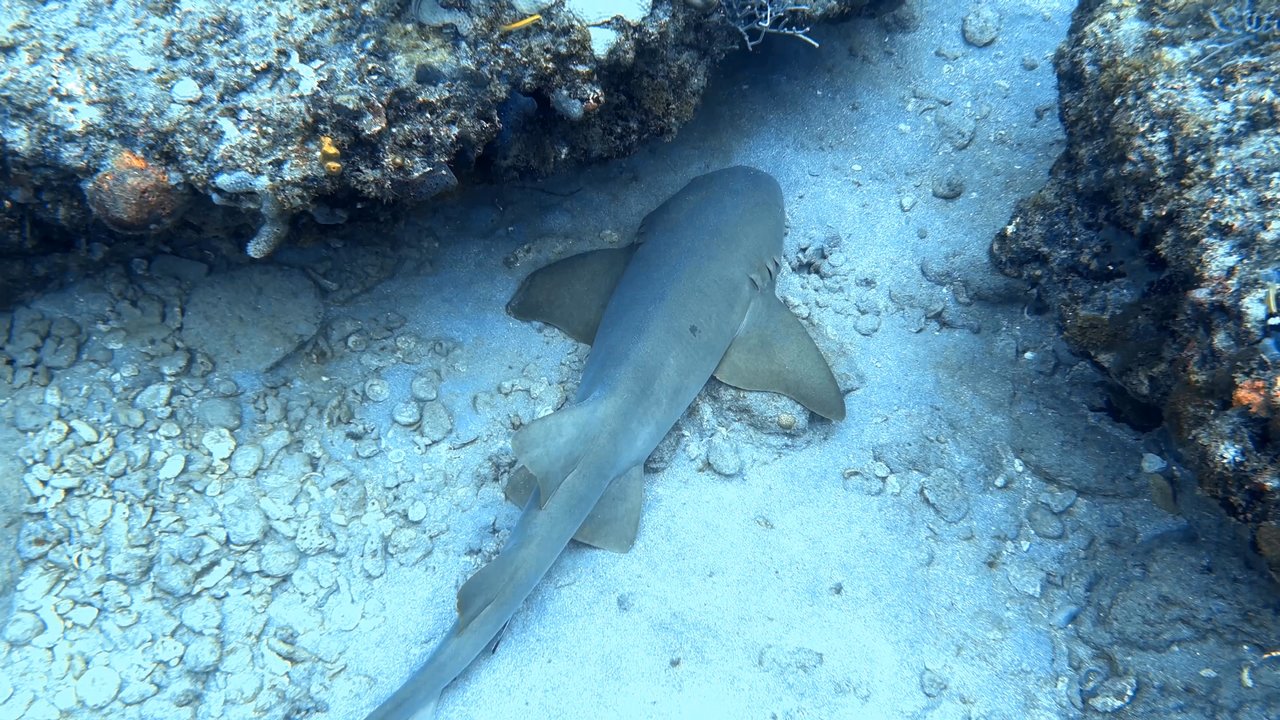 South Florida Diving Headquarters - Baby nurse shark do do do do do - Boating Near Me - Pompano Beach, Florida