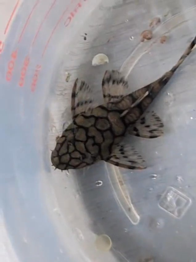 Bristlenose pleco