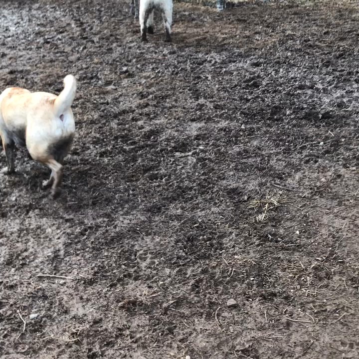 Echo Lake Dog Park - Parks Near Me - Mountainside, New Jersey