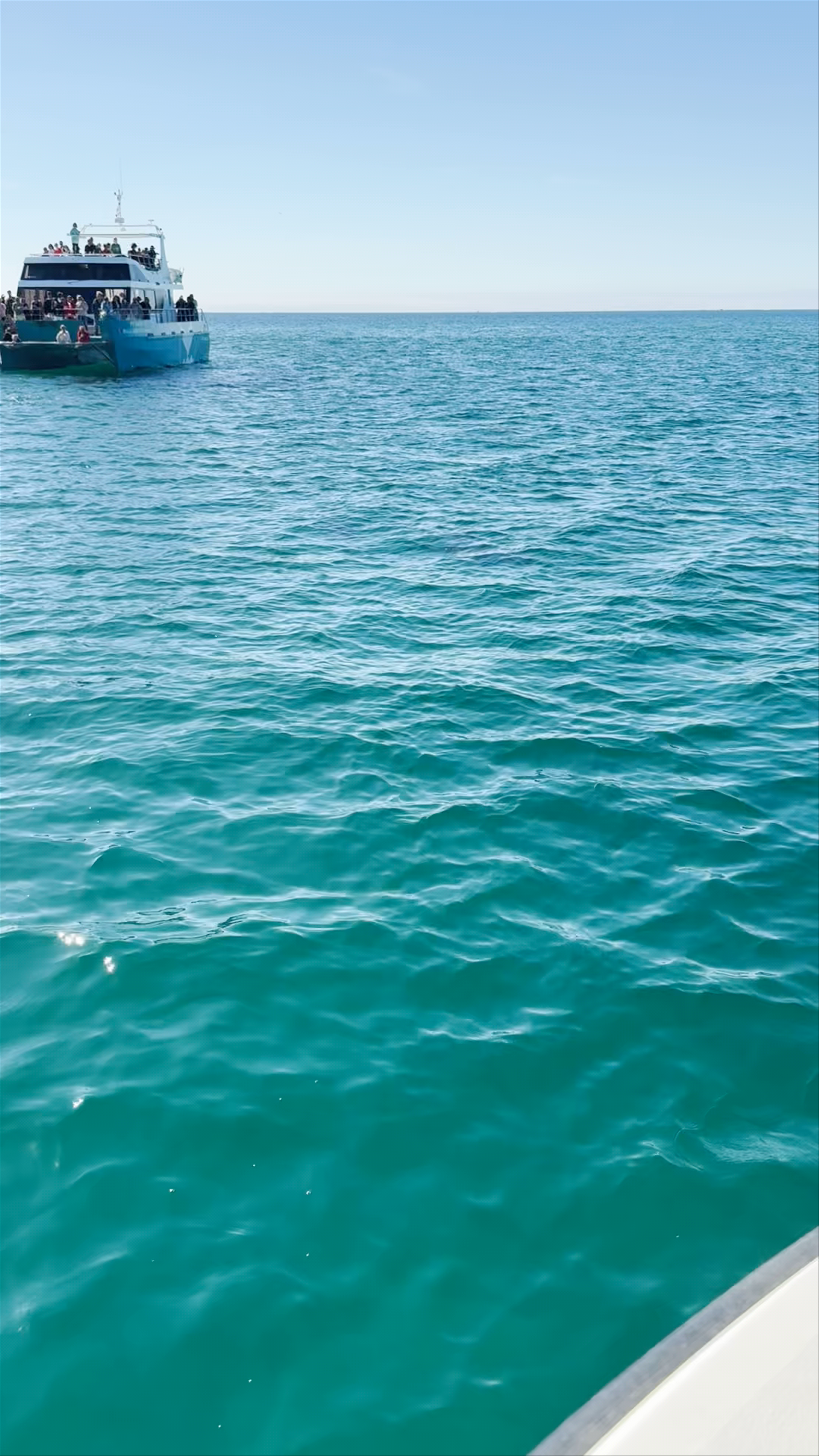 Golfinhos em Setúbal / Rotas do Sal