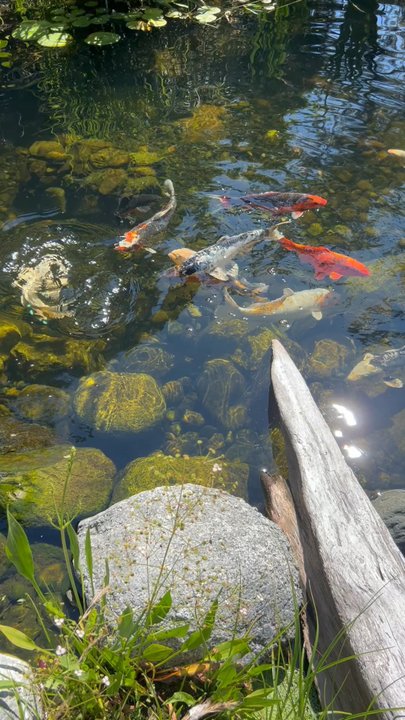 mud pond koi - Happy Koi - Landscape Architects or Designers Near Me - Bellingham, Washington