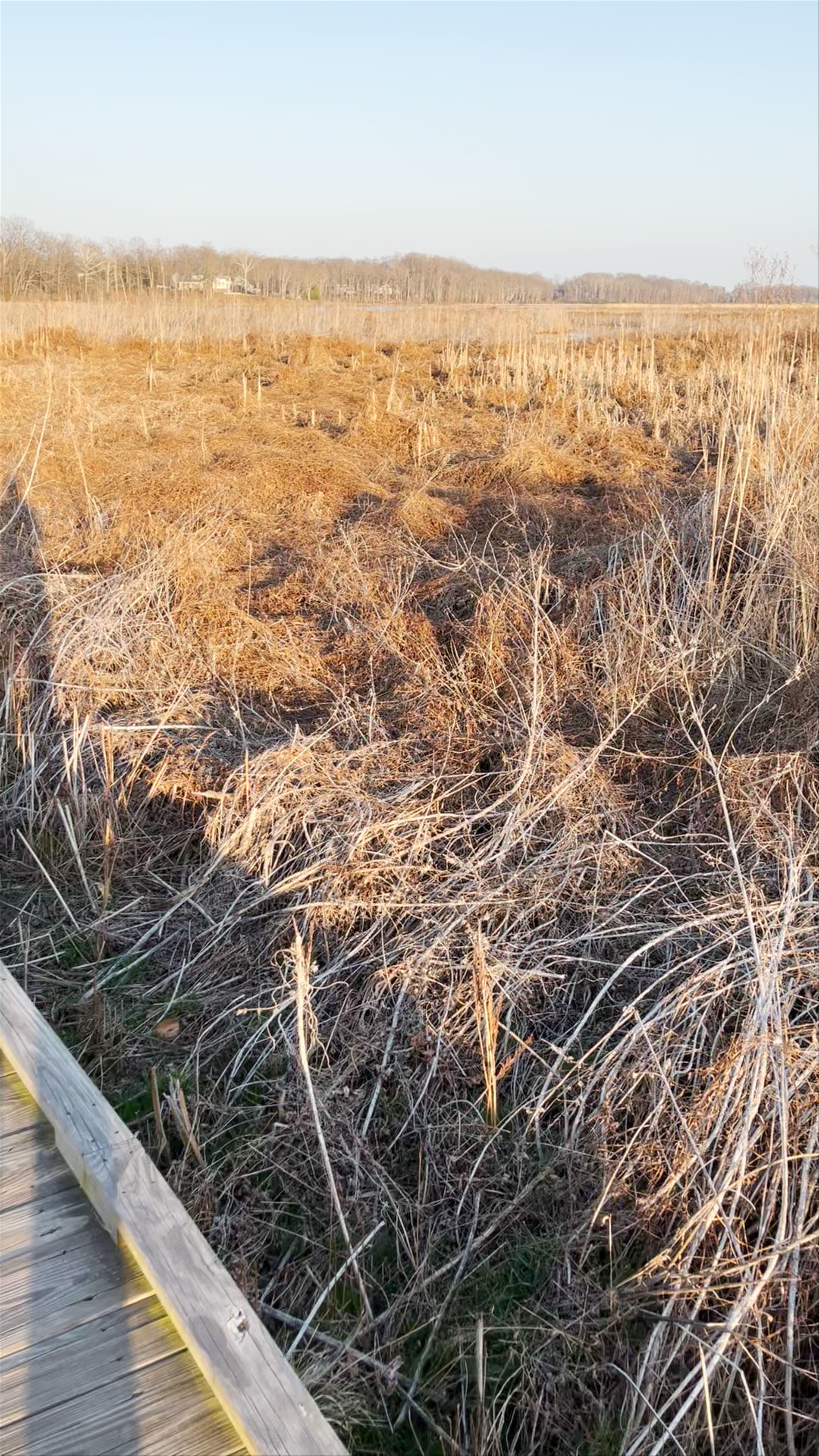 Neabsco Creek Boardwalk
