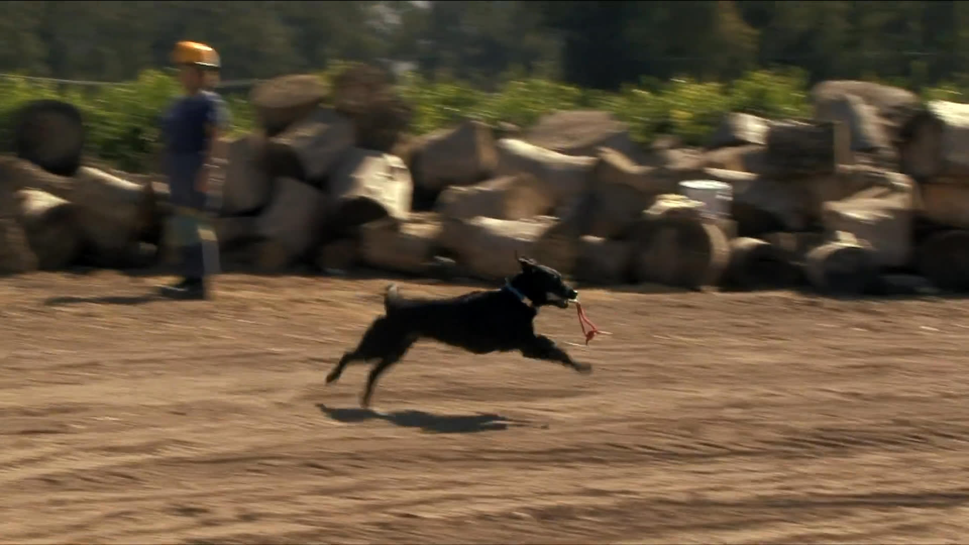 A black labrador retrieves a training dummy in an outdoor industrial setting characterized by stacked logs. The dog actively participates in a fetch exercise directed by its handler.