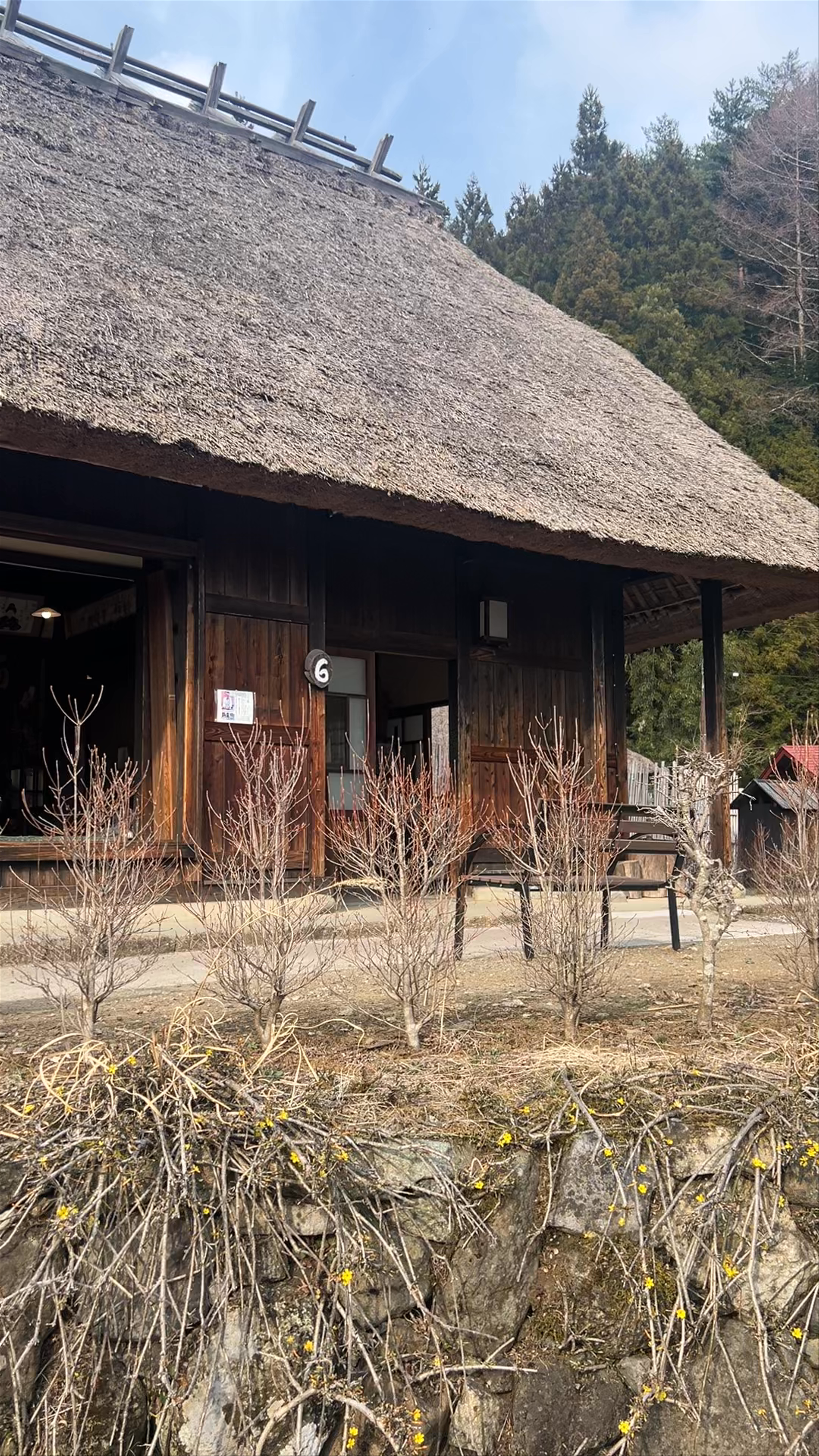 Goronekan
