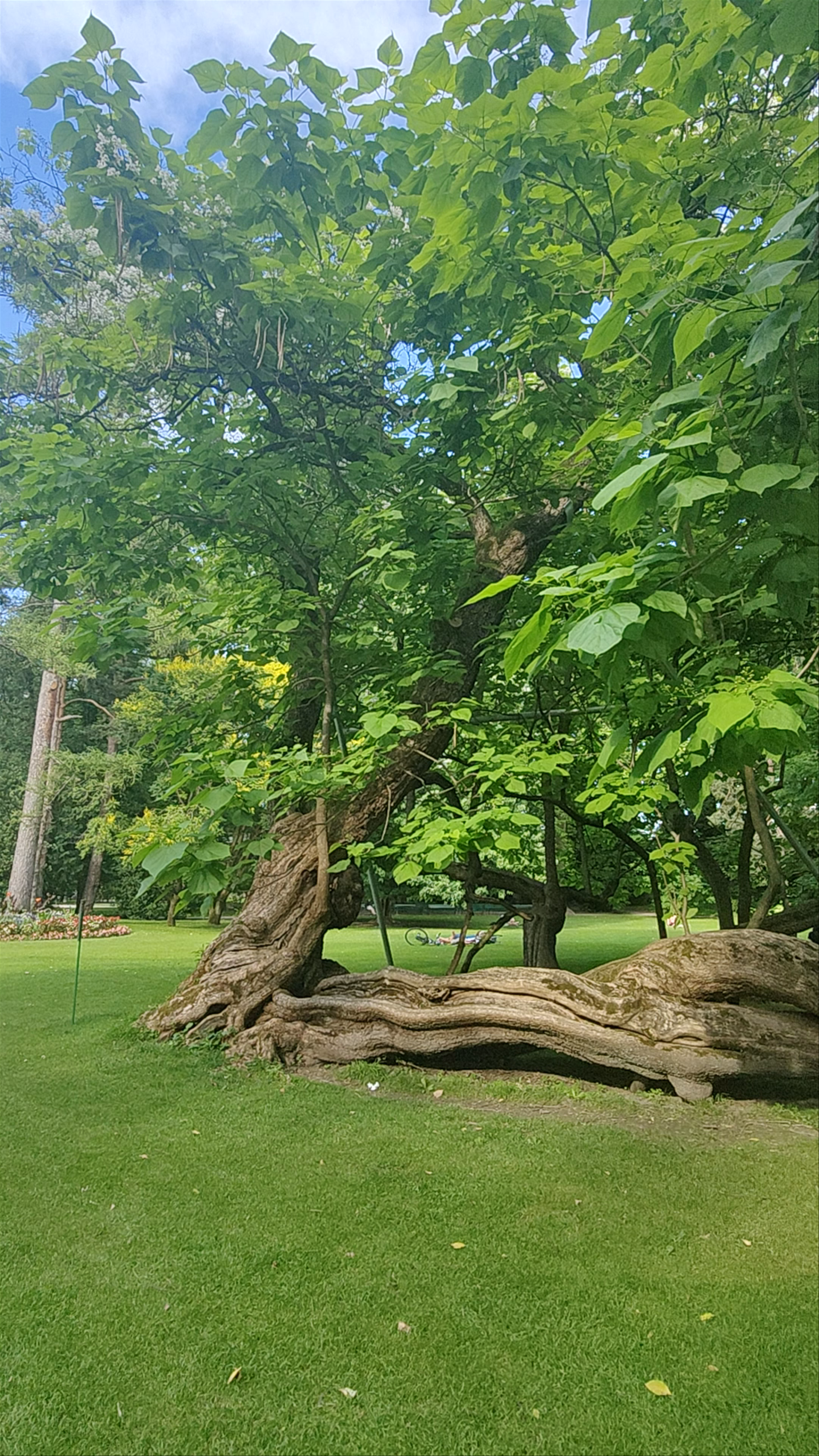 Trompeten Baum in Innsbruck: Nature's Living Sculpture