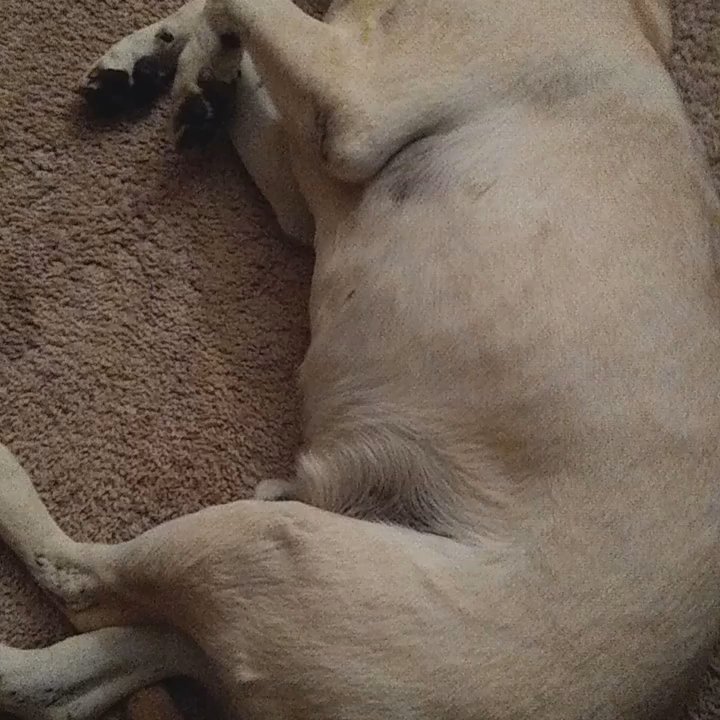 Camp Bow Wow - Our dog 20 minutes after arriving home from Camp Bow Wow. The emergency room said our dog had vomit in his lungs. - Pet Training Near Me - Aurora, Colorado