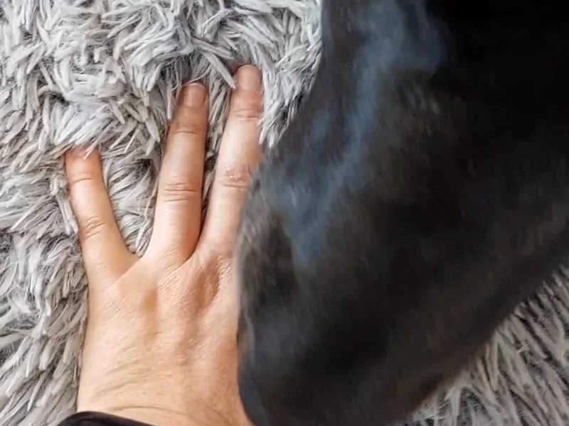 Buddy & Belle Dog Bed