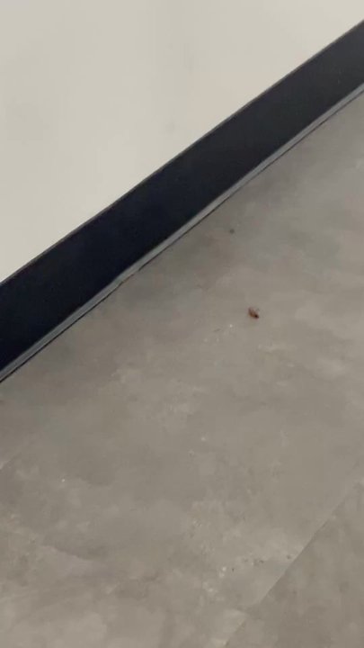 Compton College - Roaches - Colleges & Universities Near Me - Compton, California