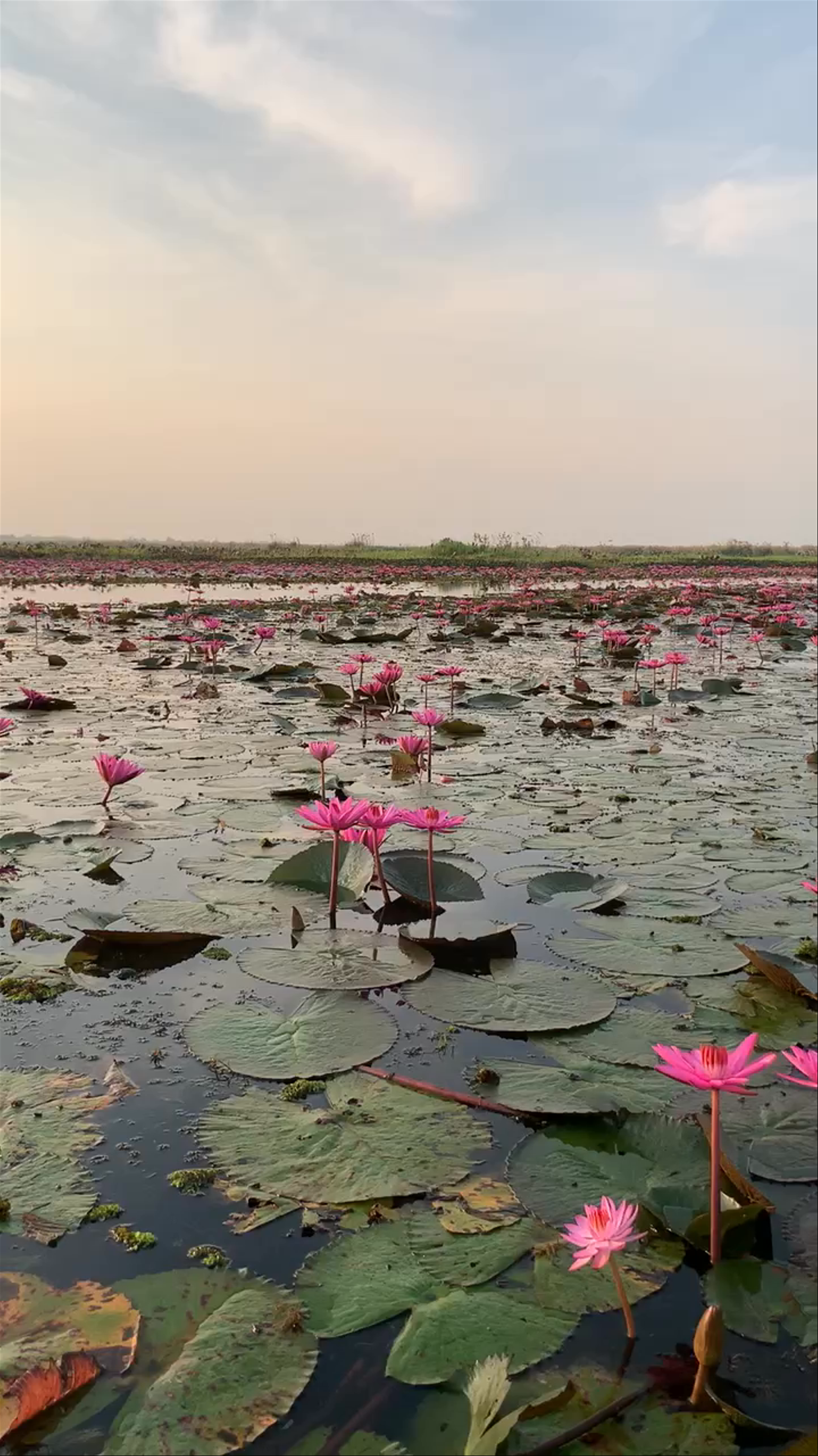 Red Lotus Lake
