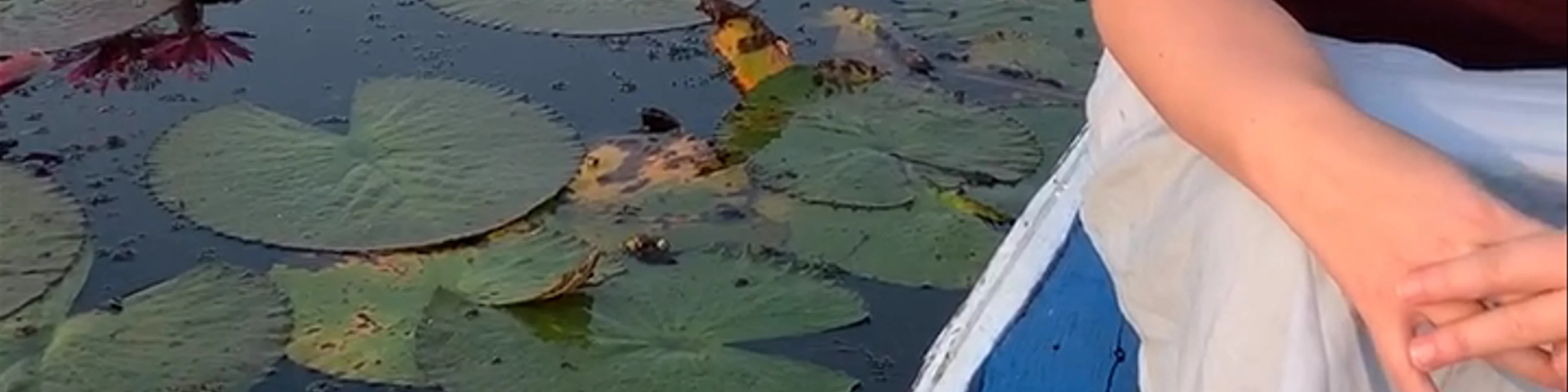 Red Lotus Lake