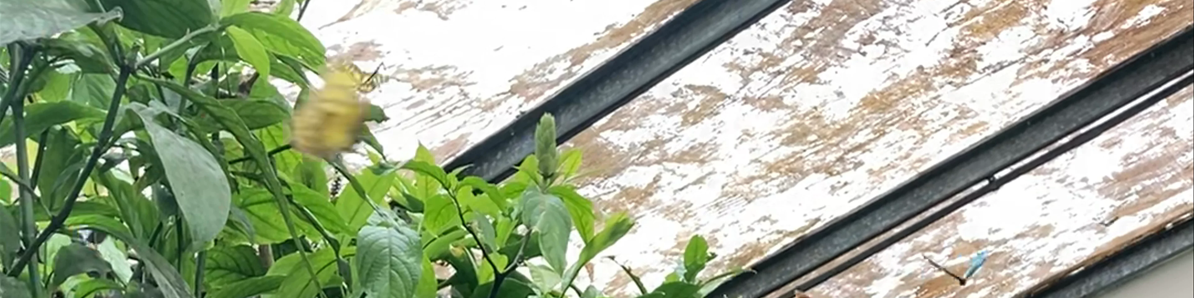 Mariposario