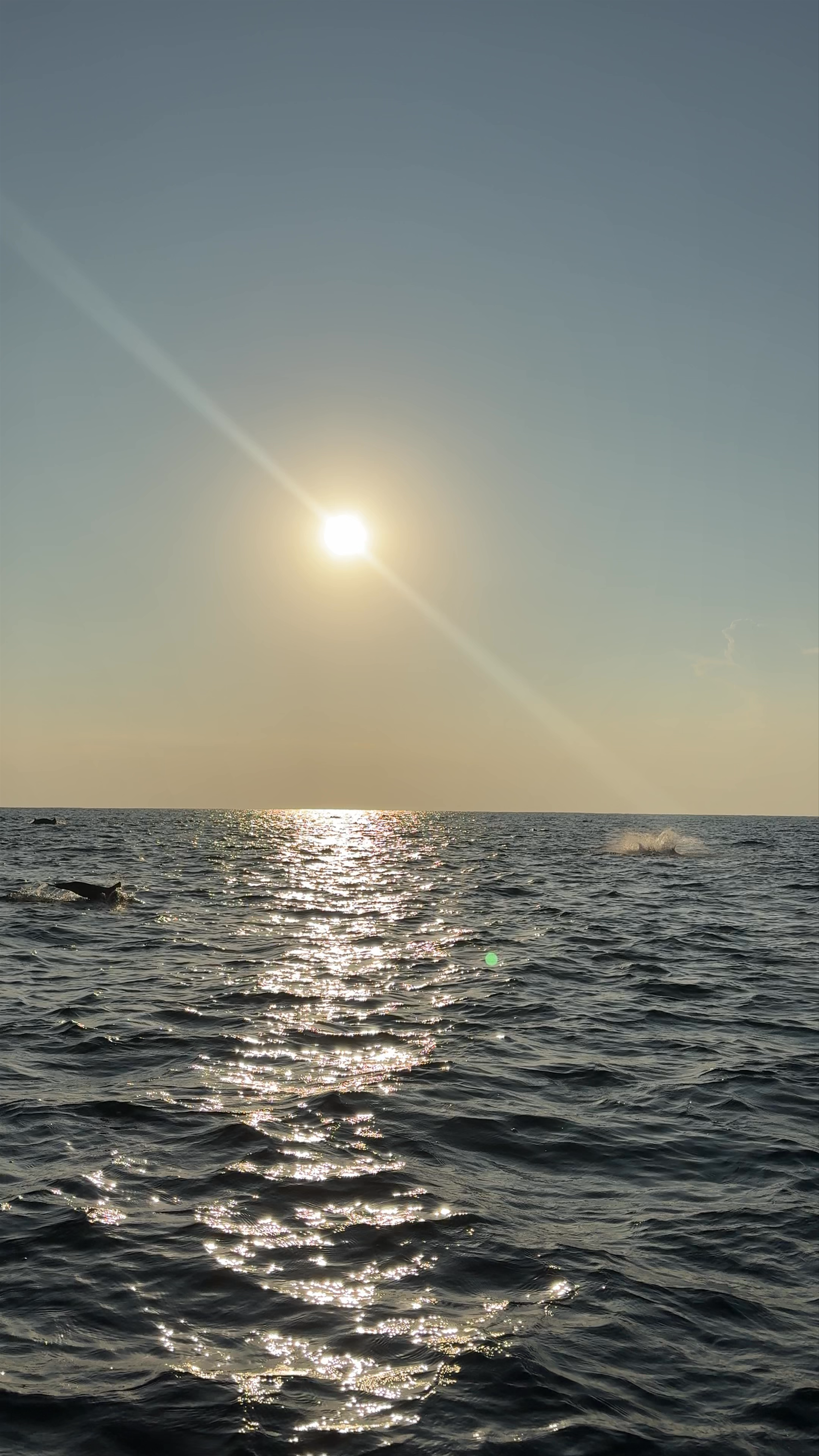 Dolphins Play at Sunset in Puerto Angelito, Puerto Escondido, Oaxaca