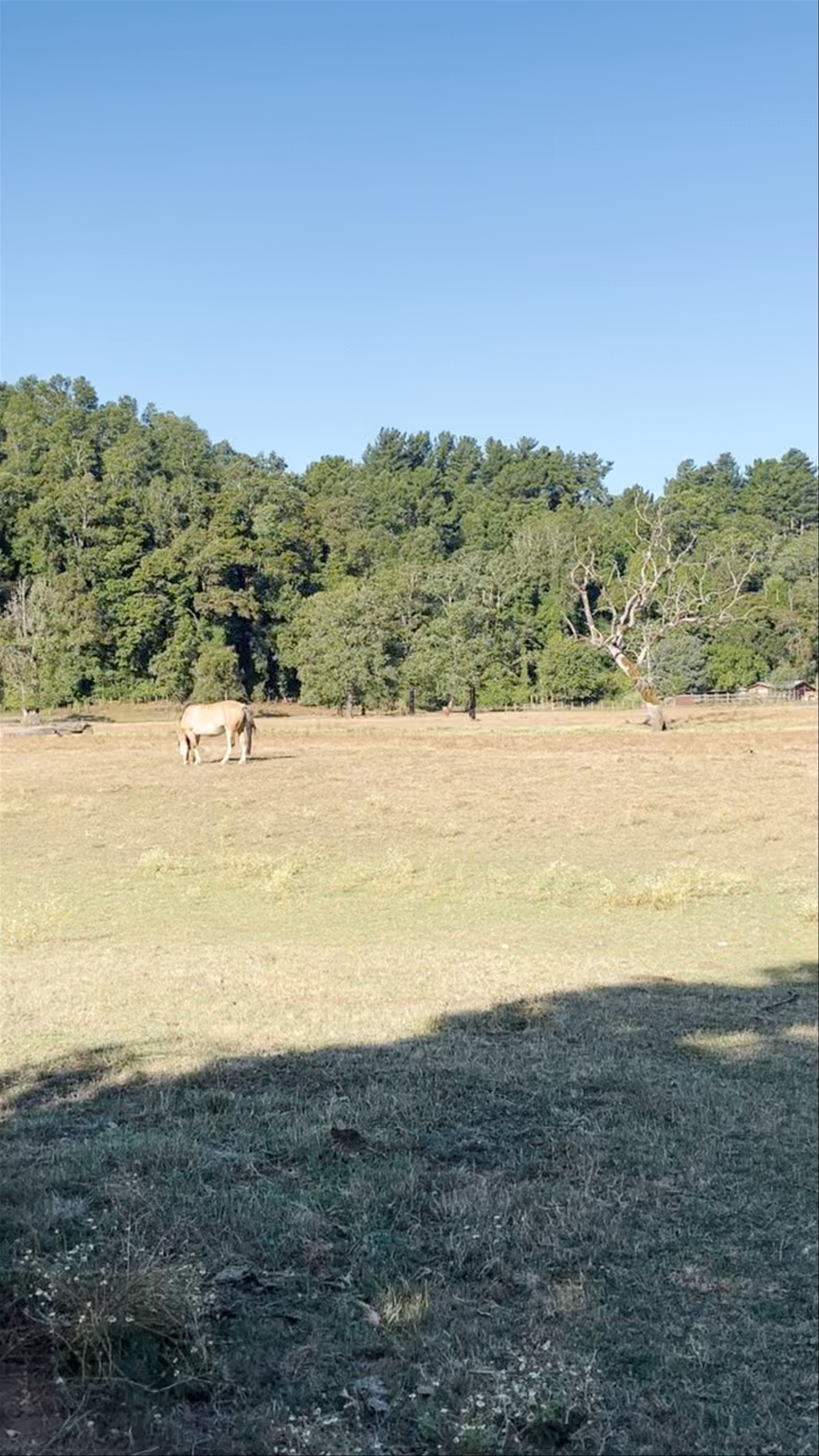 COIPÚE - Camino Público