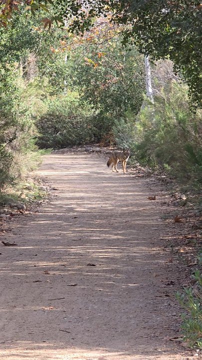 Walker Preserve - Coyote - Parks Near Me - Santee, California