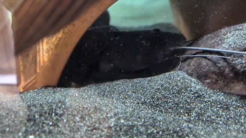 14 inch marbled catfish