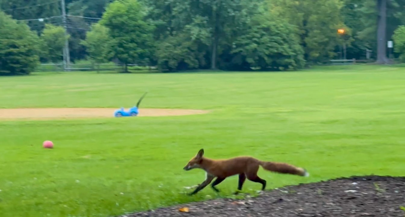 Marquand Park - The Little Fox - Parks Near Me - Princeton, New Jersey