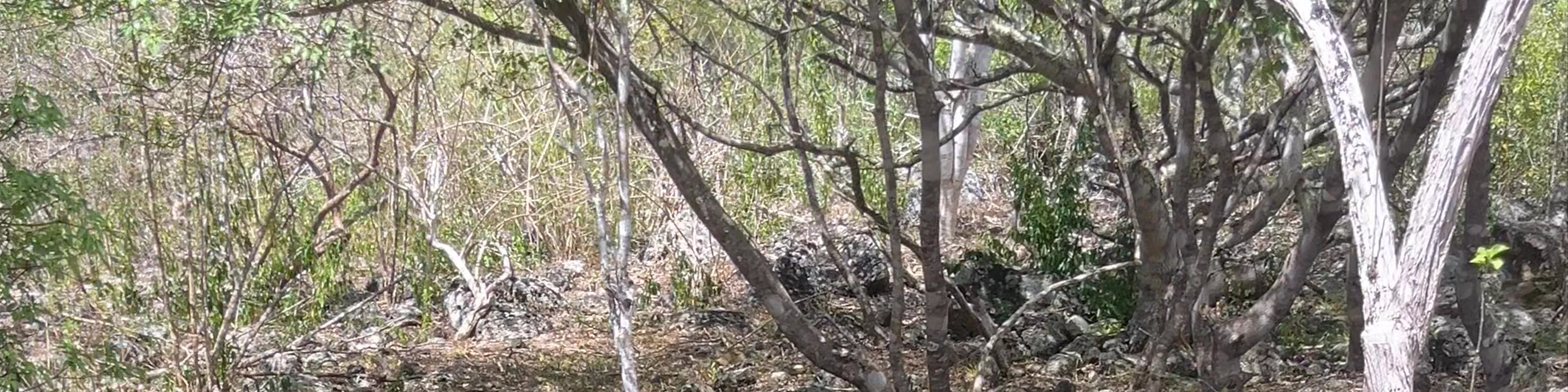 Galapaguera de Cerro Colorado