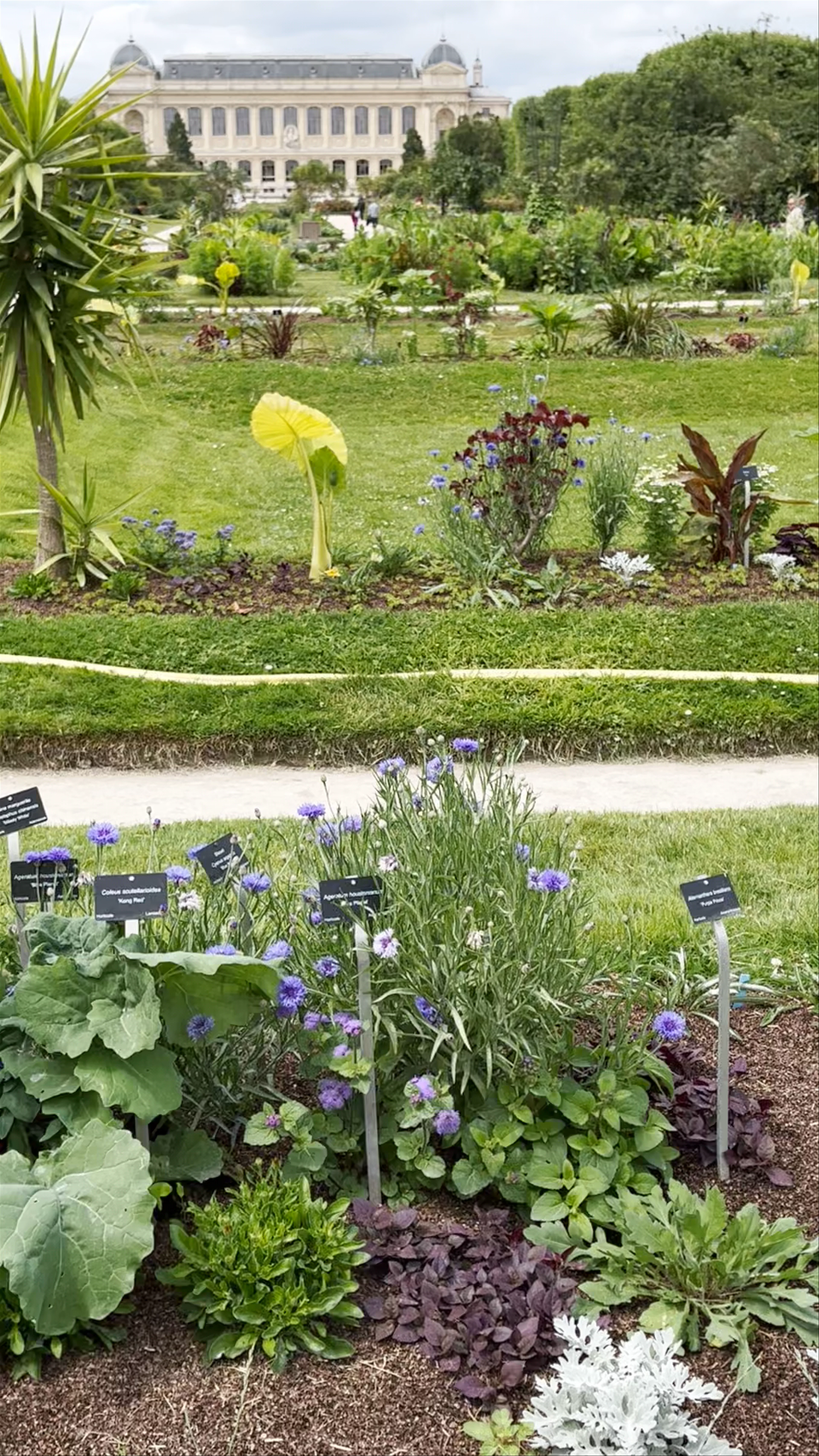 Ecological Garden, Rue Cuvier