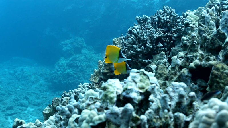 Yellow Longnose Butterflyfish at reef poster