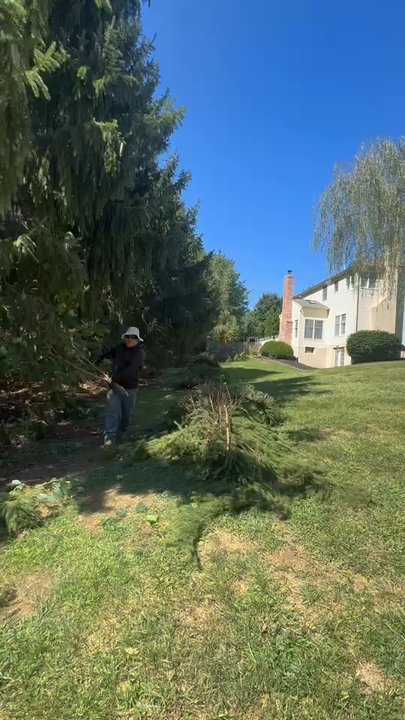 ABB Tree Services - Tree Services Near Me - Coatesville, Pennsylvania