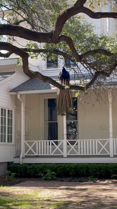 Green Pastures Events - Venues & Event Spaces Near Me - Austin, Texas