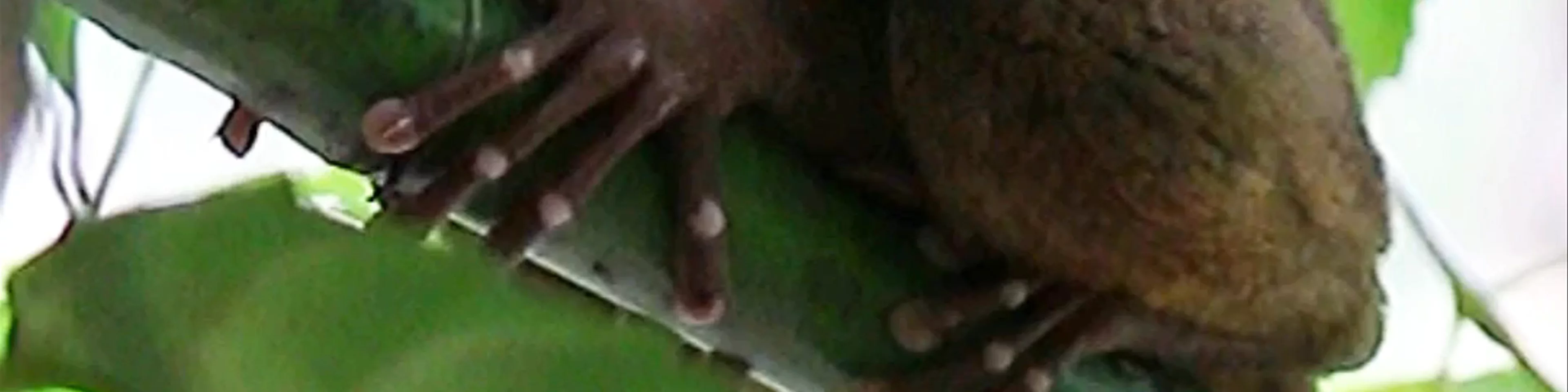 Philippine Tarsier Sanctuary