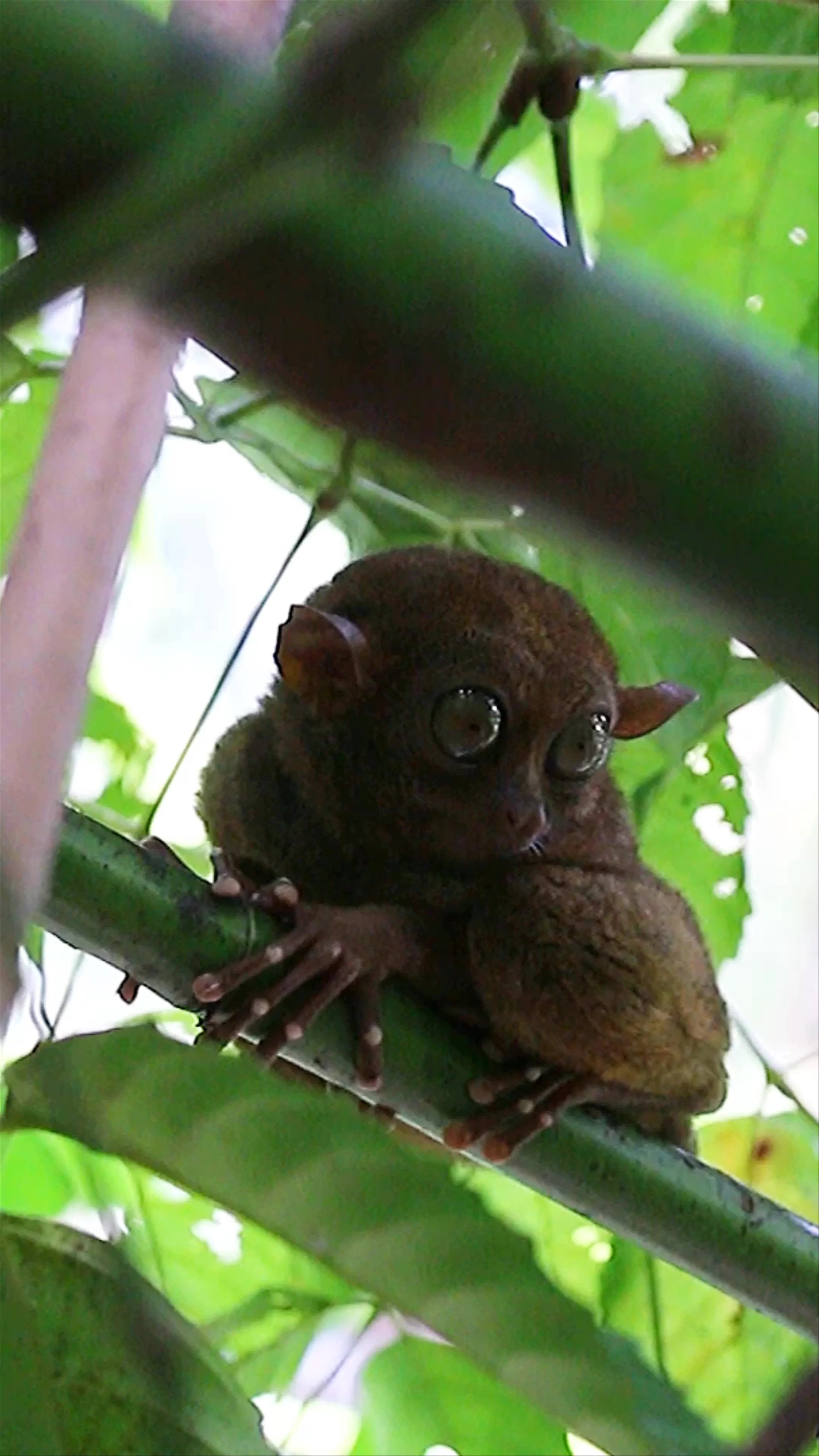 Philippine Tarsier Sanctuary, Tarsier Sunctuary Road, Corella, Bohol, Philippines
