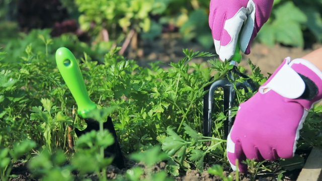 Cation Exchange Capacity (CEC) Explained