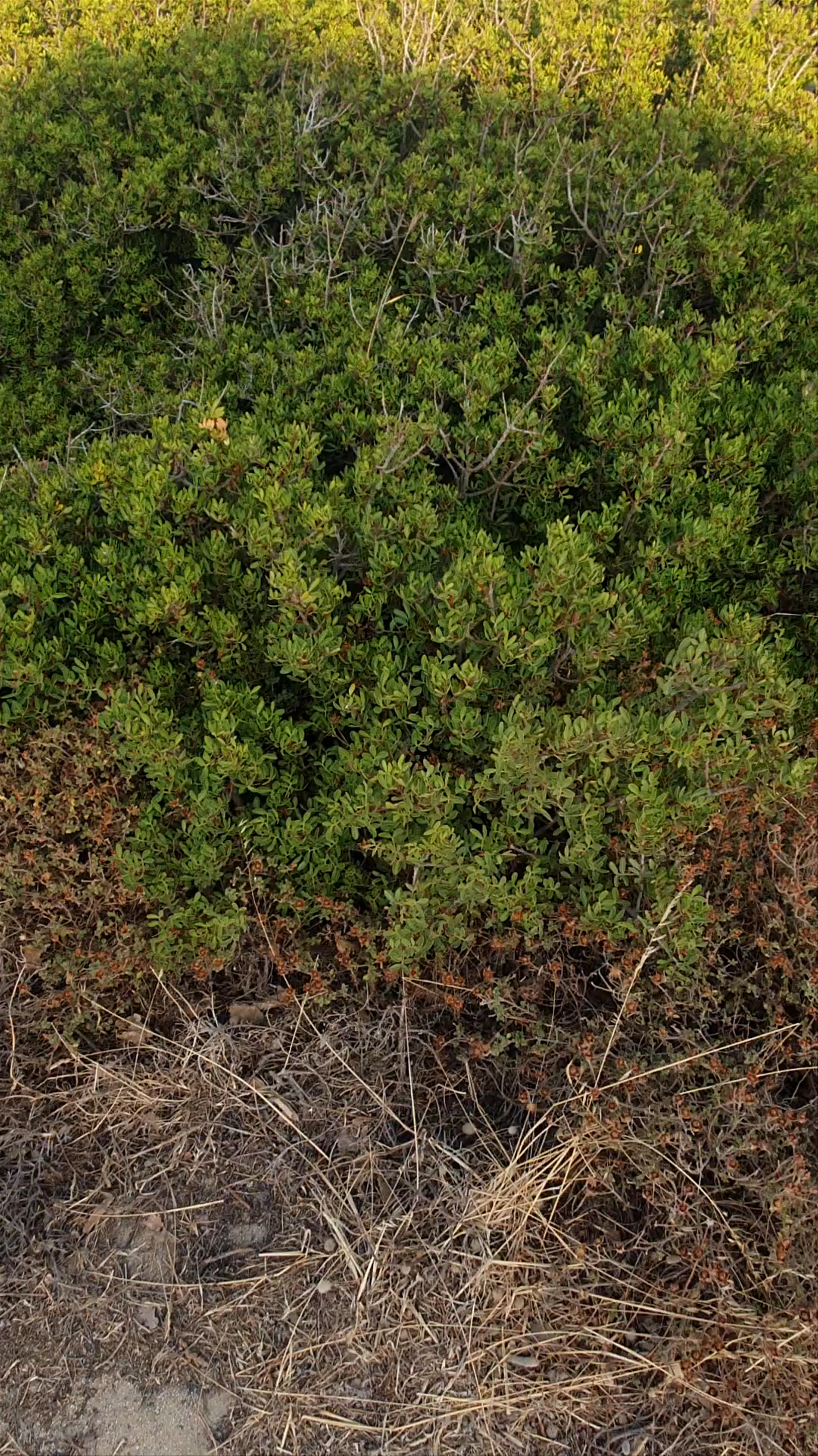 βῶλαξ (volax) espresso bar