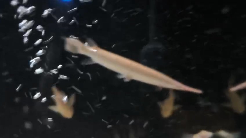 Florida Gar