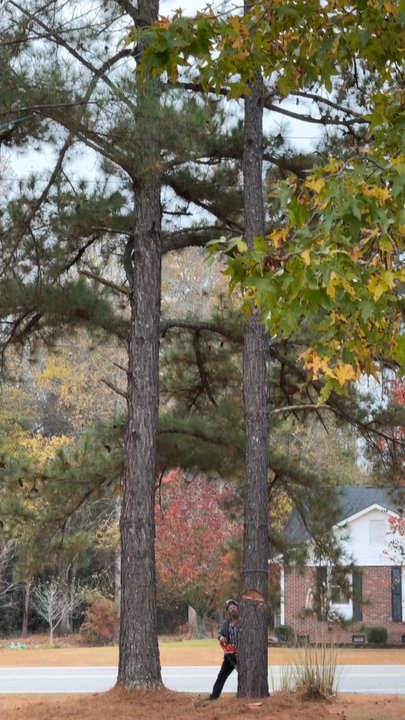 Arbory Masters - Tree Services Near Me - Warsaw, North Carolina