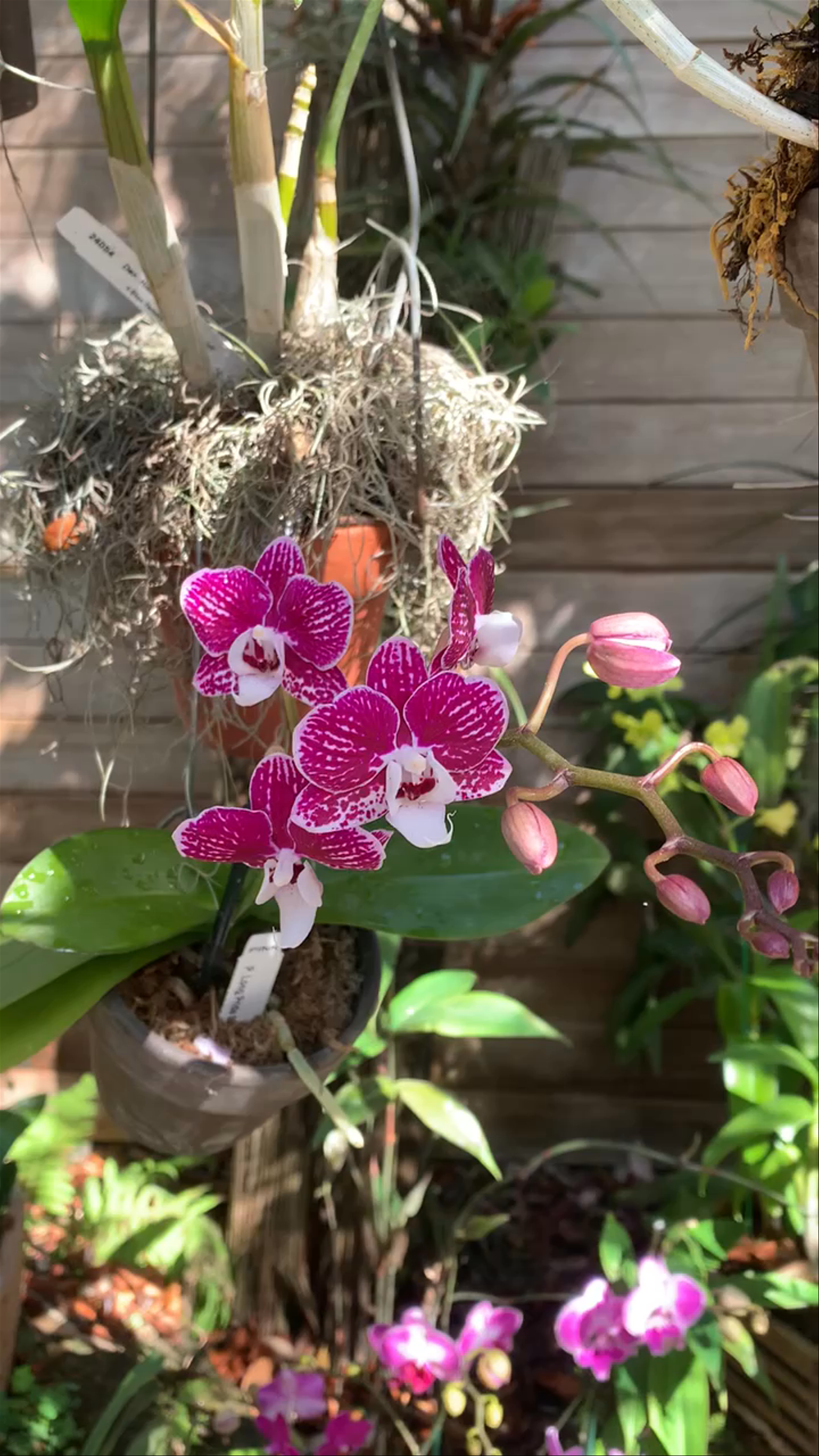 Naples Botanical Garden