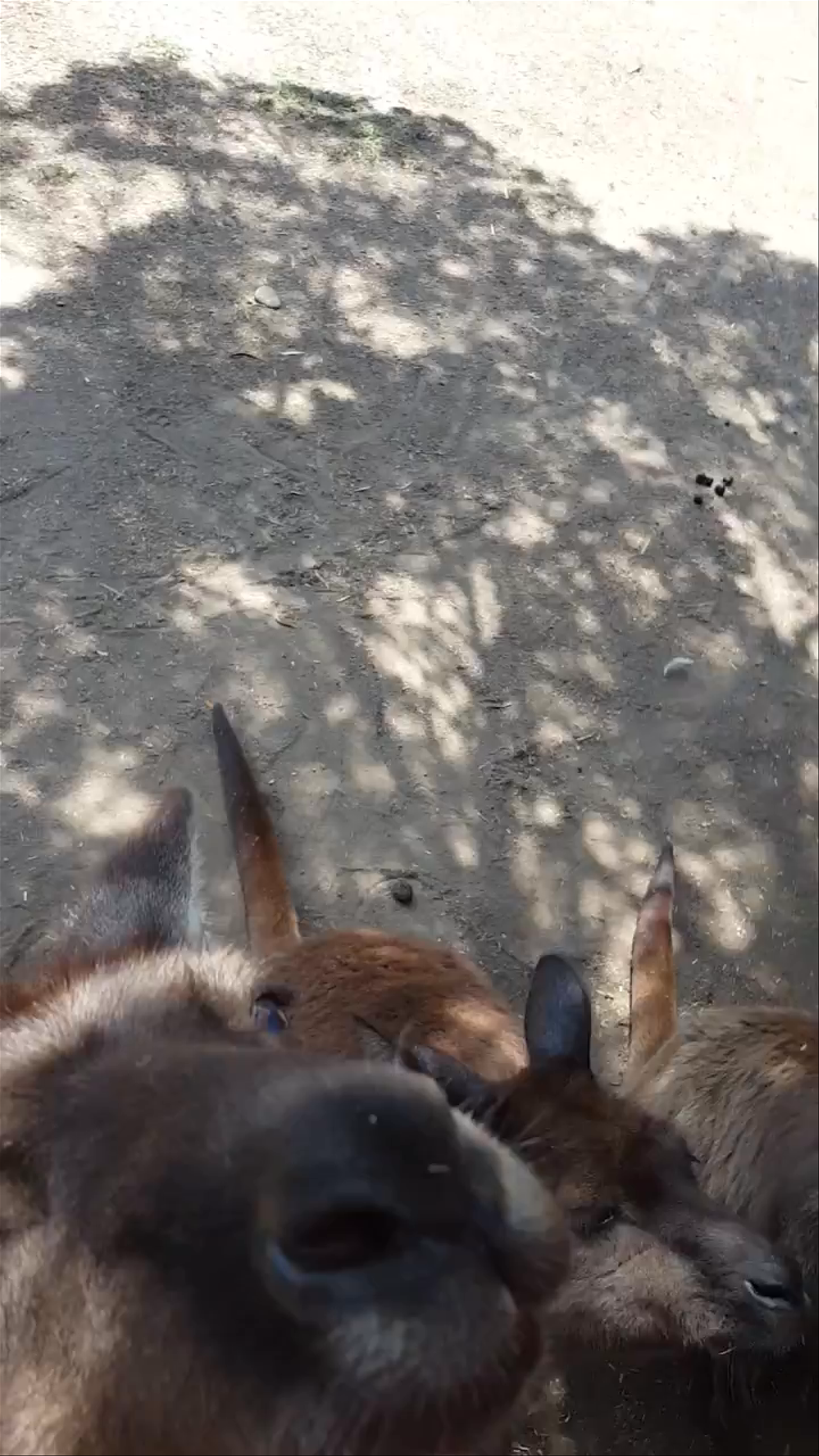 Featherdale Sydney Wildlife Park