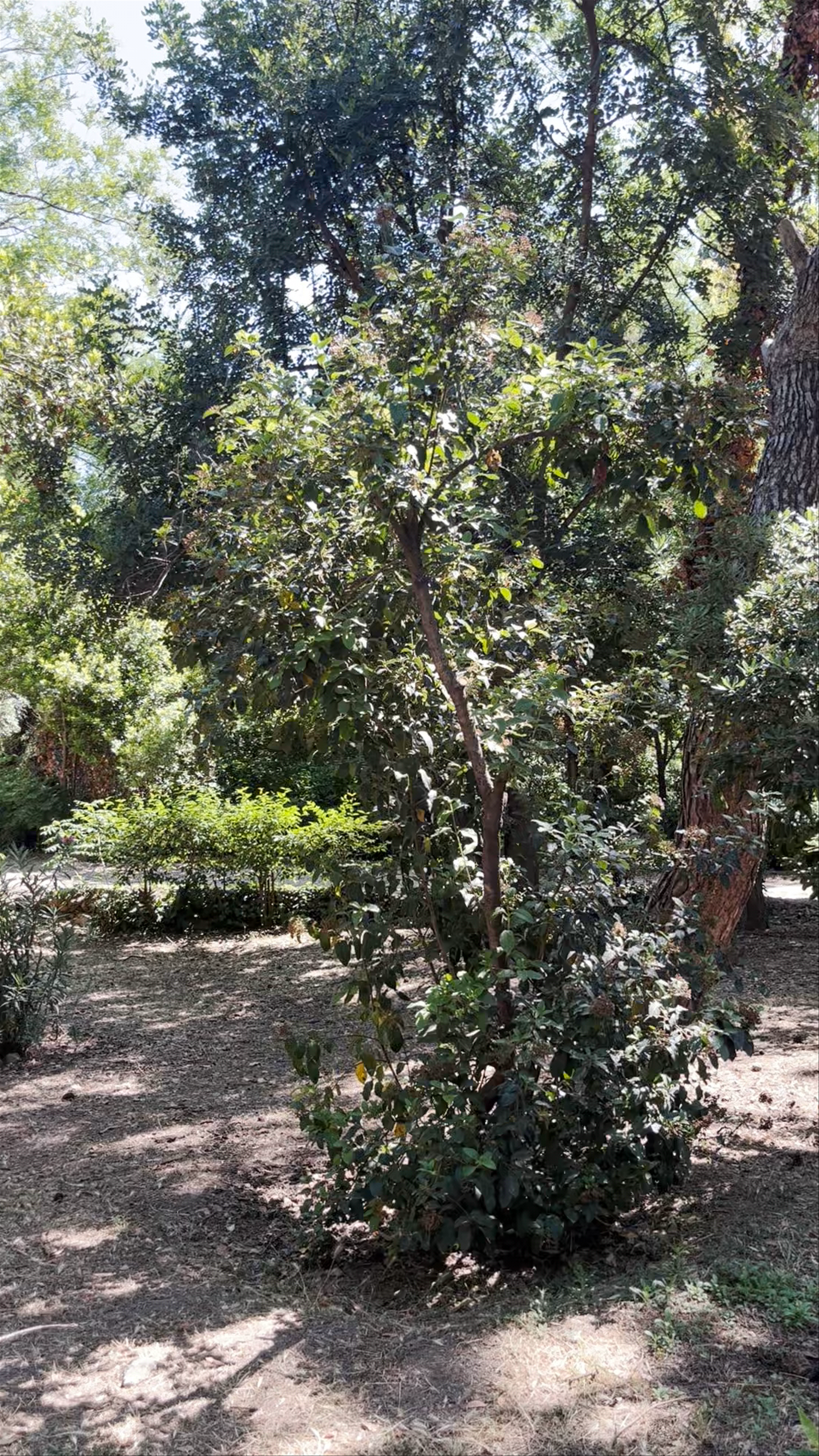 Zappeion Garden