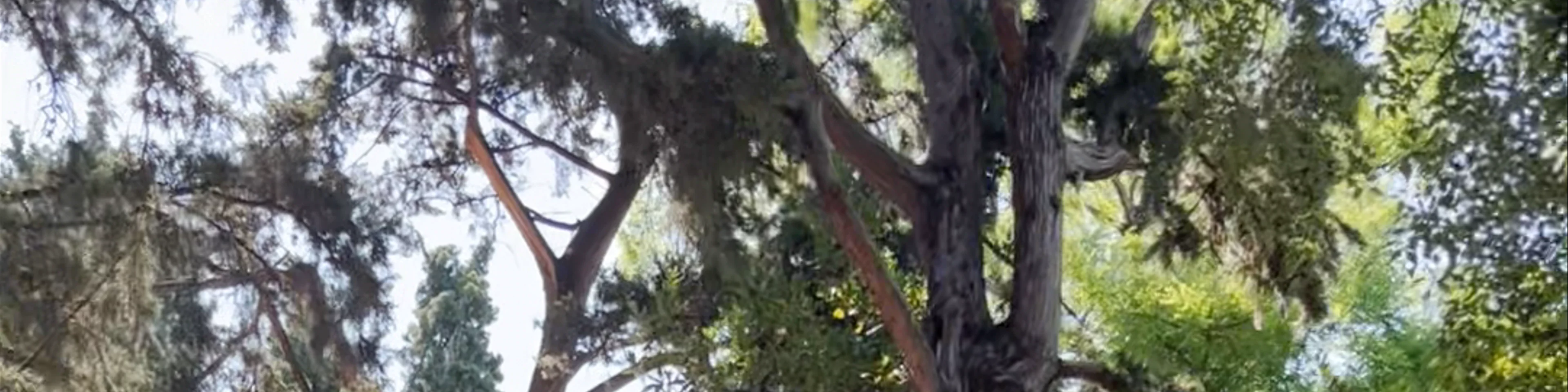 Zappeion Garden
