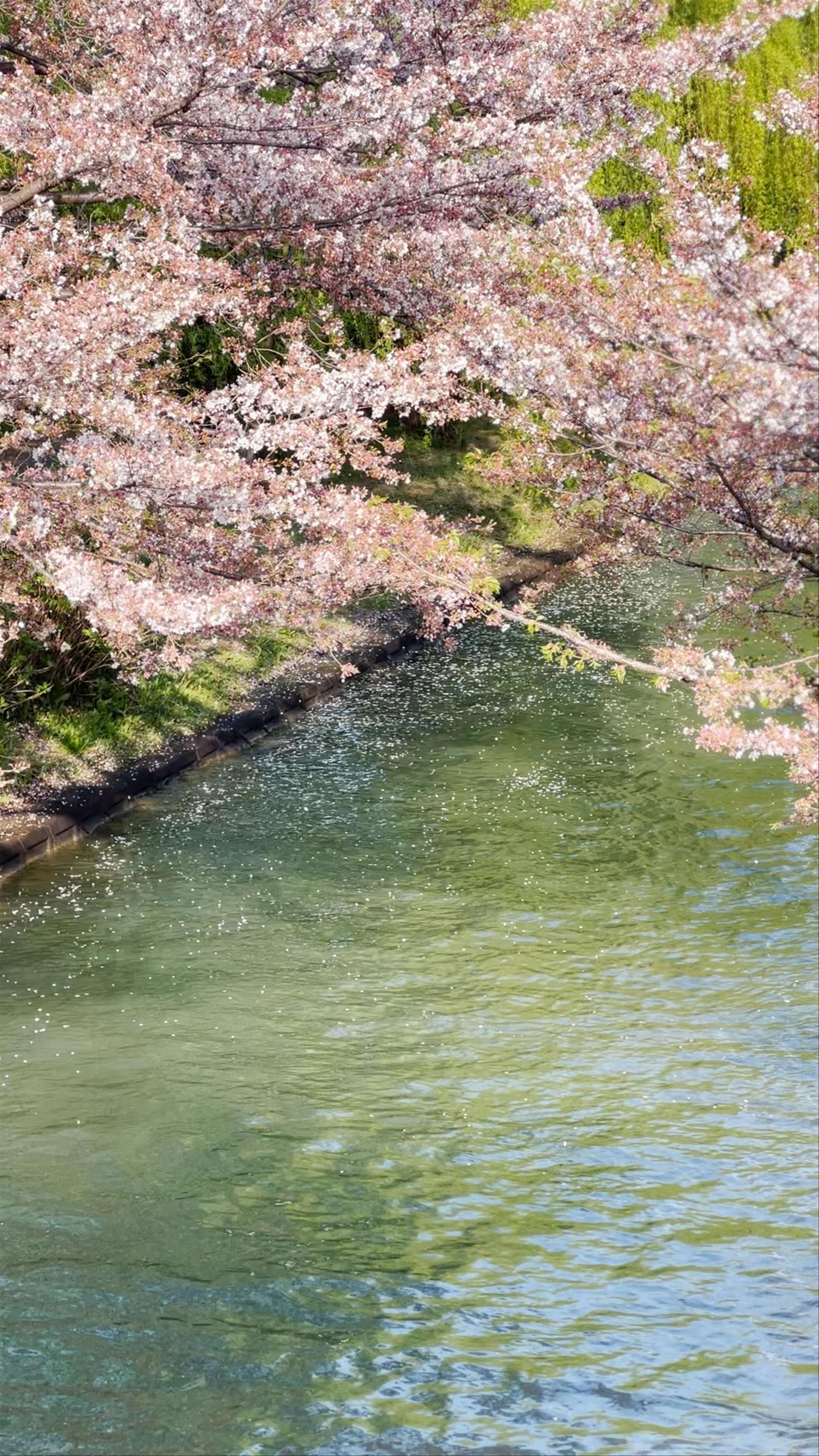 Springtime Serenity at Fushimi Minato Park, Kyoto
