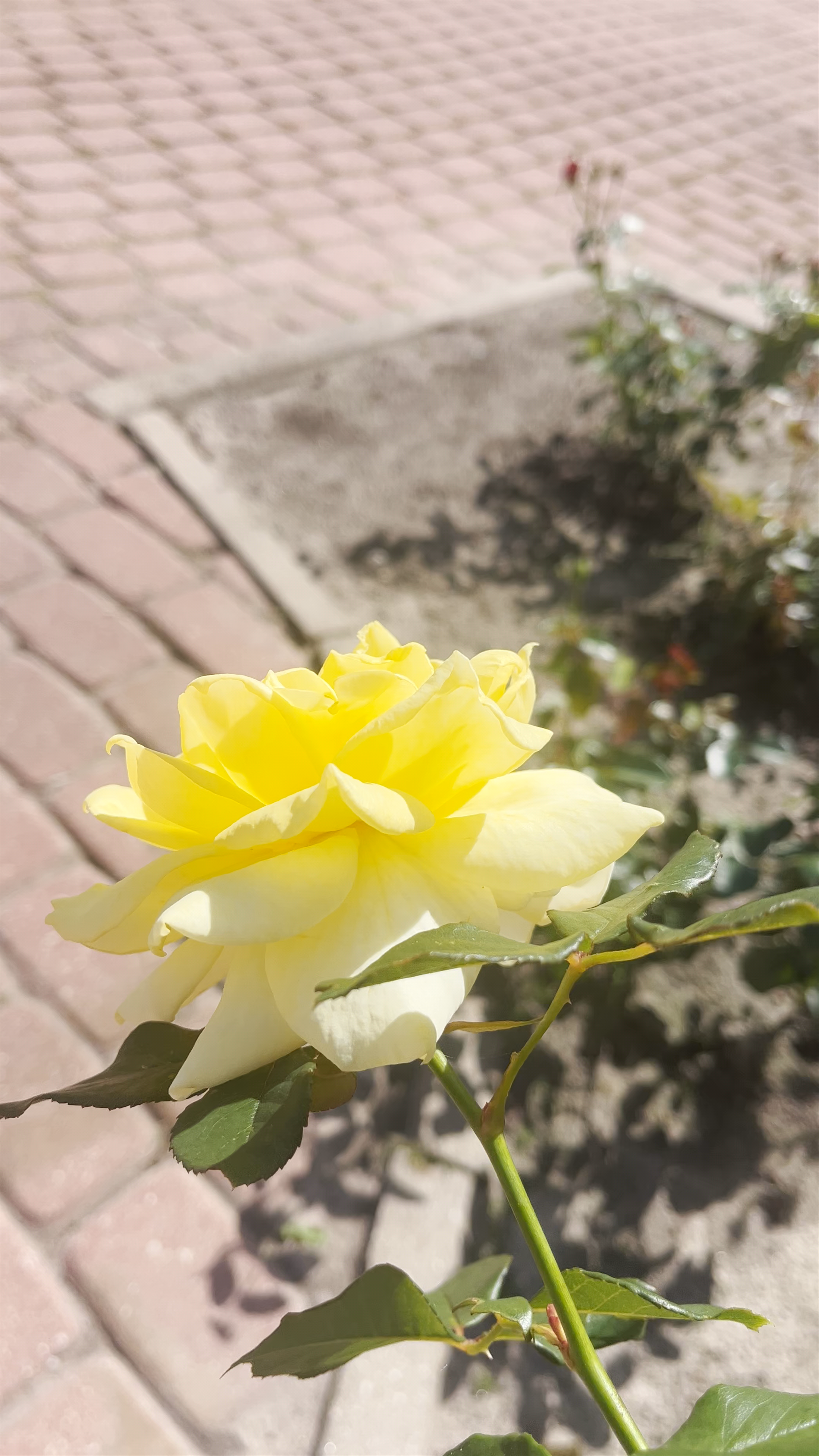 Mitava Palace: Architectural Elegance and Garden Serenity in Jelgava