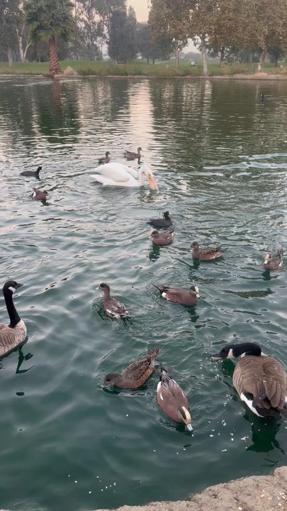 Almansor Park - A pelican sighting at Almansor Park! - Parks Near Me - Alhambra, California