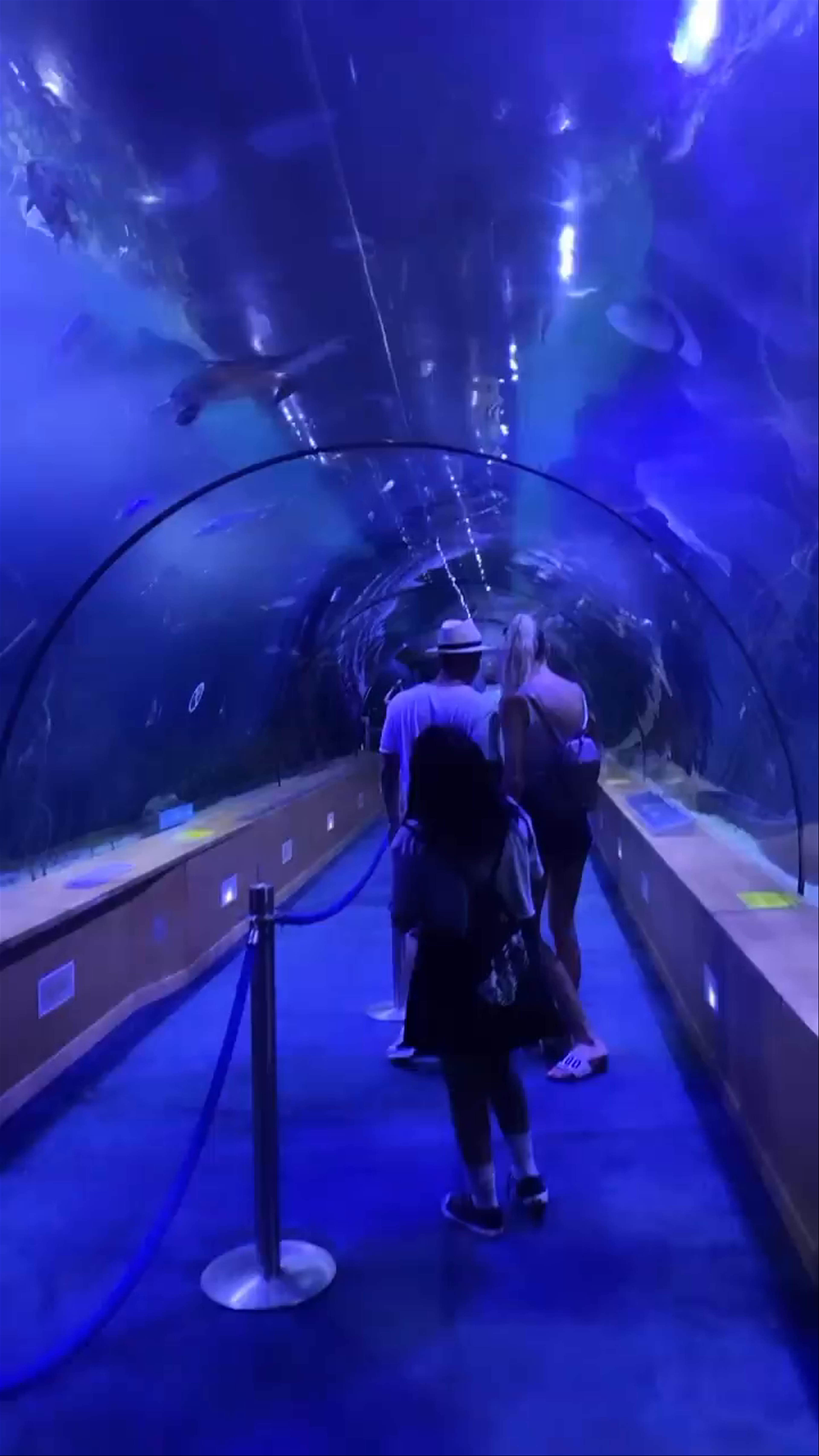 Immersive Underwater Tunnel Experience at Museu Oceanogràfic, Valencia