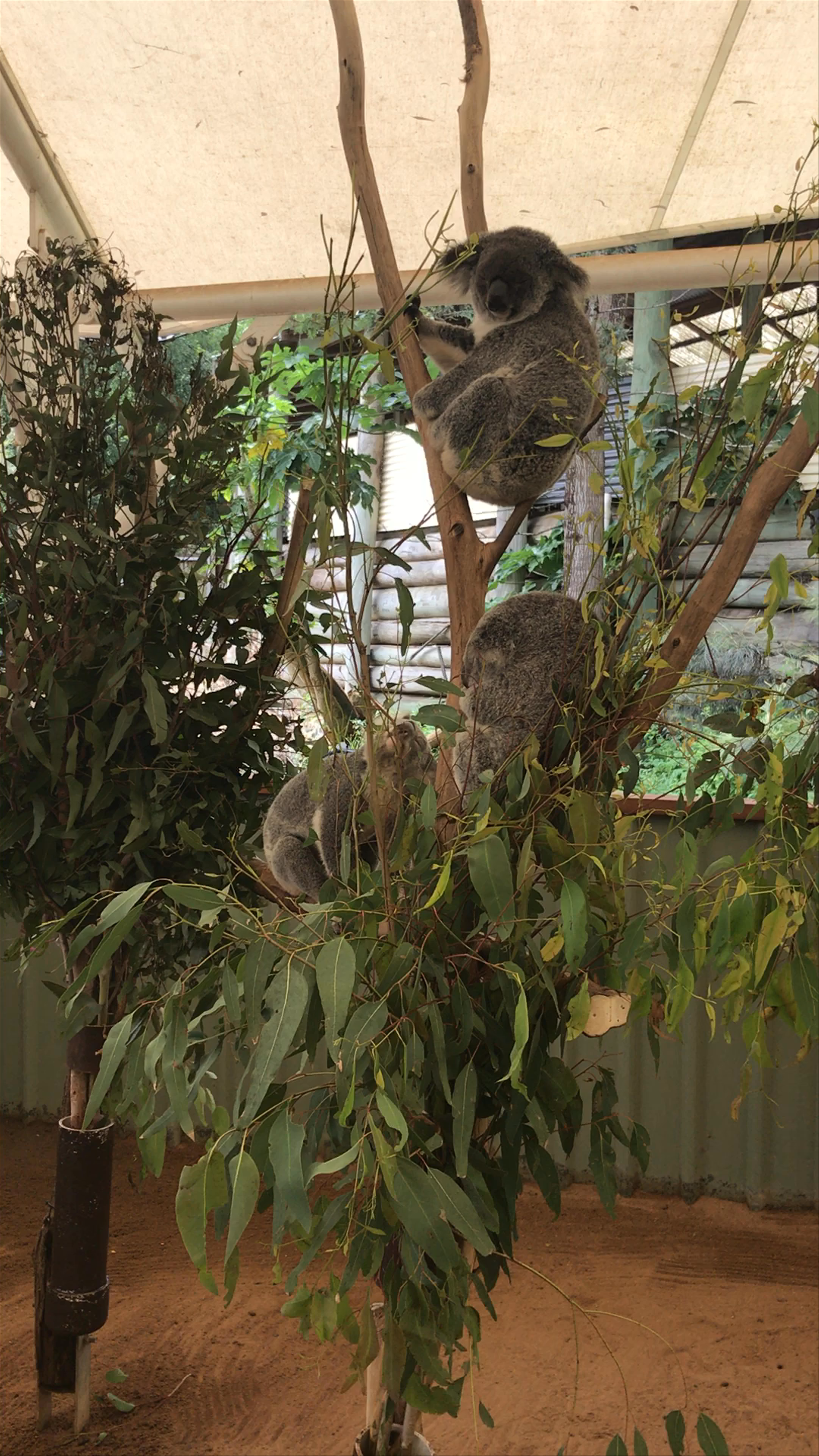 Lone Pine Koala Sanctuary