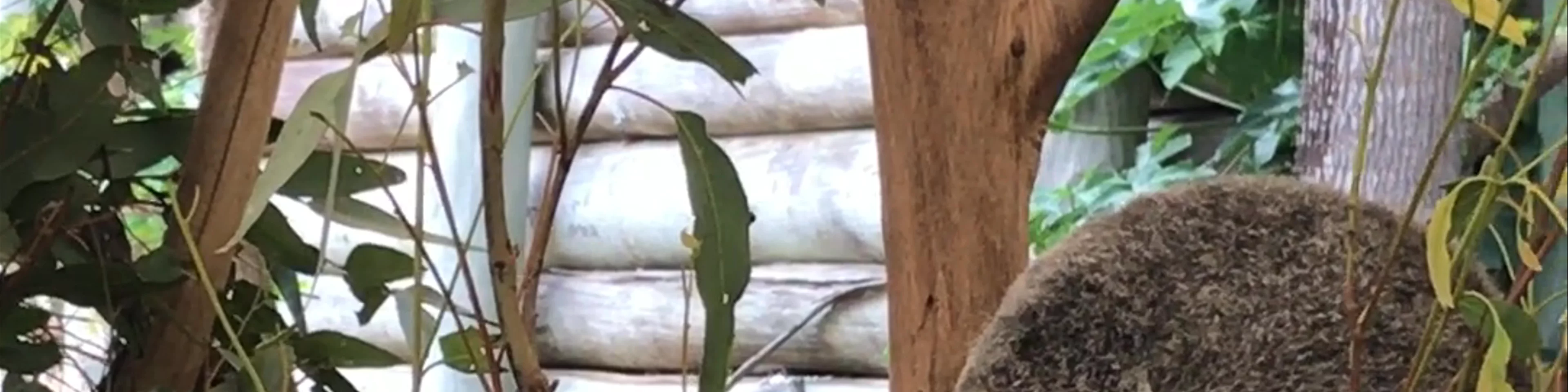 Lone Pine Koala Sanctuary