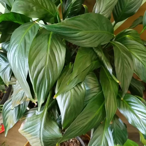 Preview image for video