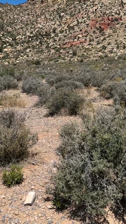 Willow Springs Loop - May 2025 - time to hike back & call it a day, every step was worth it. :) - Hiking Near Me - Las Vegas, Nevada